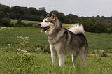 ALASKAN MALAMUTE 736